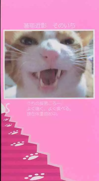 Miseijuku Shoujo Zukan