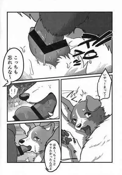 DOG.IN.CAGE The best in corn