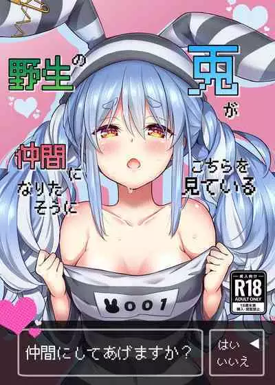 Yasei no Usagi ga Nakama ni Naritasou ni Kochira wo Miteiru