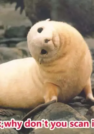 Ginpatsu -raco route-