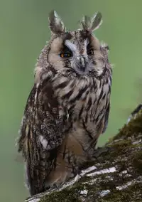 (C63) [MEKONGDELTA & DELTAFORCE (Route39, Zenki)] hisoka [Chinese] [虎斑木菟漢化]